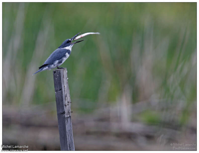 Belted Kingfisher male adult