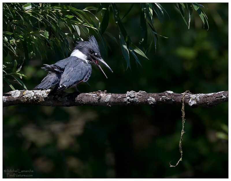 Belted Kingfisher