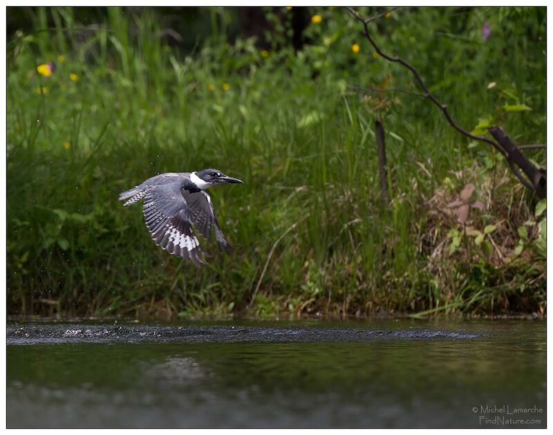 Belted Kingfisher, Flight