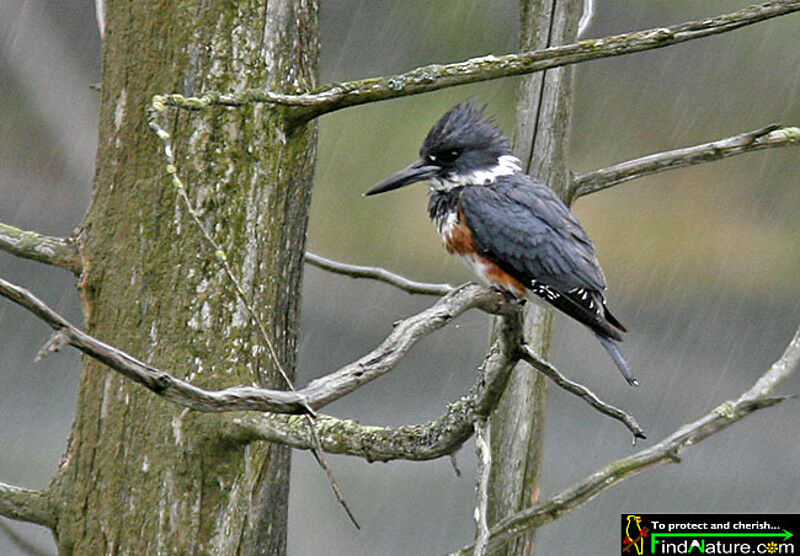 Belted Kingfisher female adult