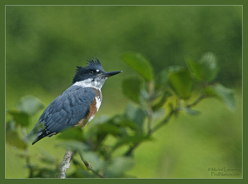 Belted Kingfisher female