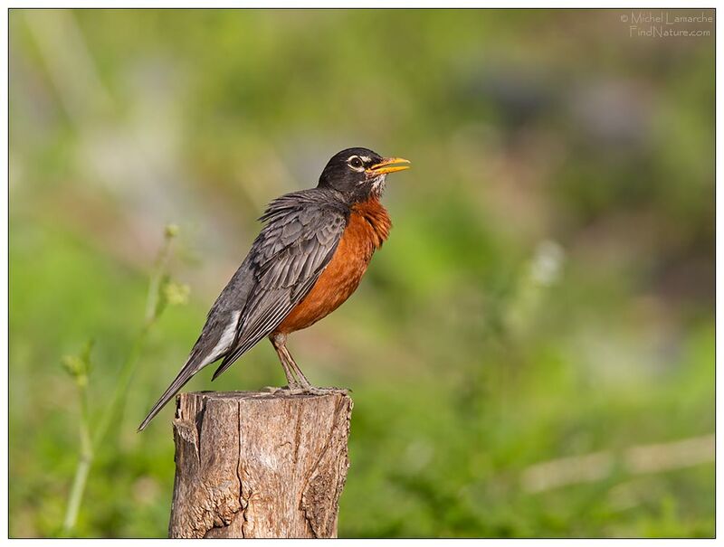 American Robin