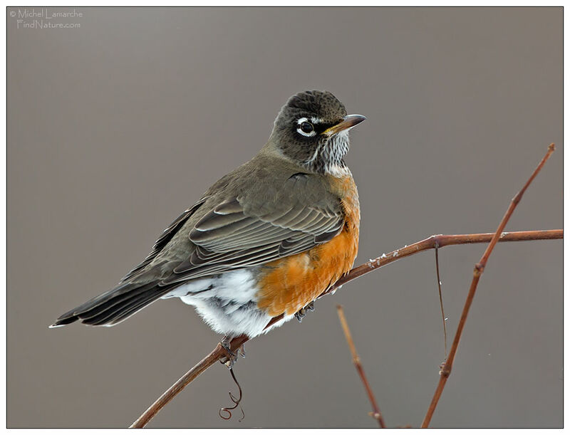 American Robinadult, identification