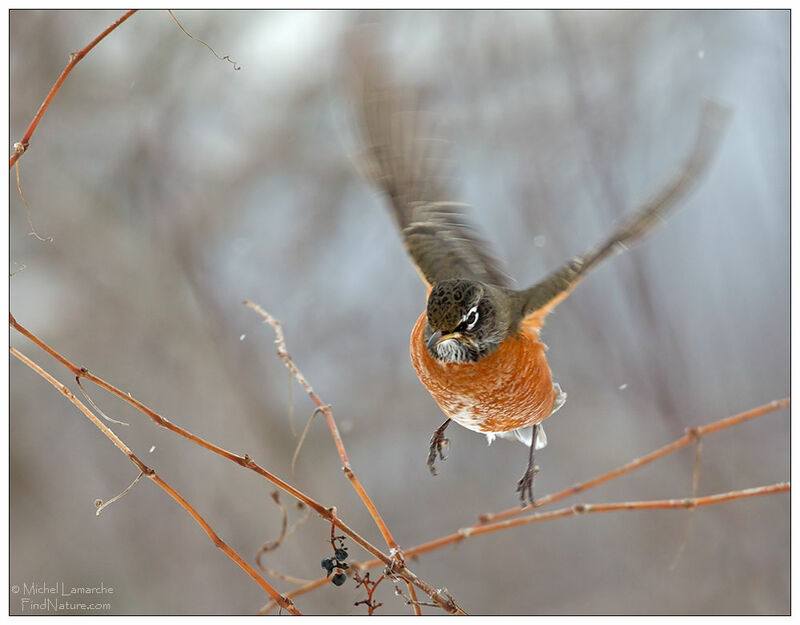 American Robin, Flight