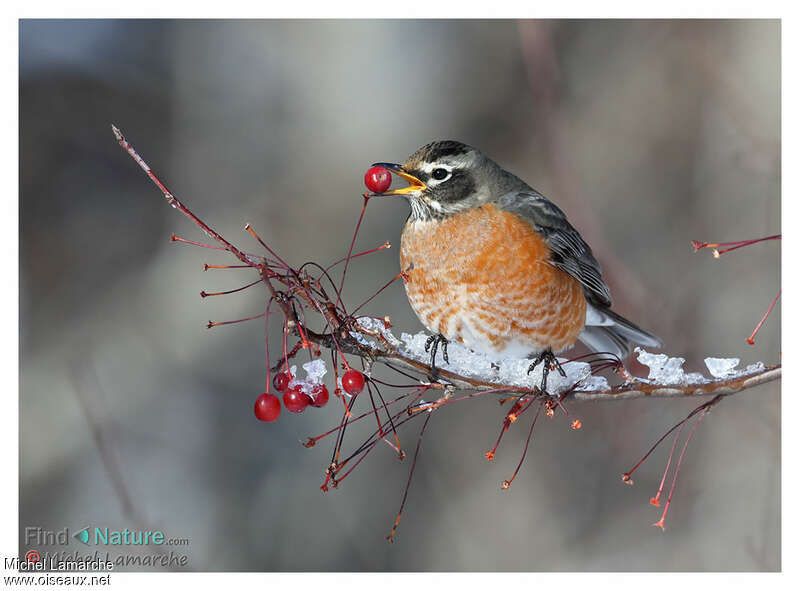 American Robin, feeding habits