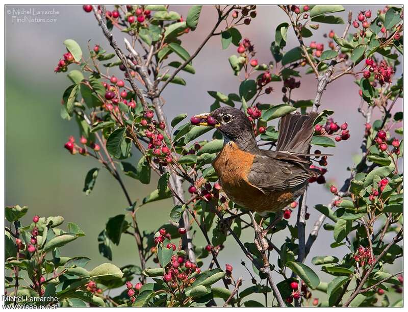 American Robinadult, feeding habits