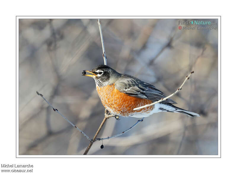 American Robinadult transition, feeding habits