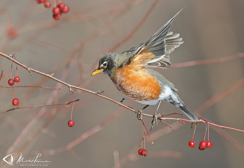 American Robin