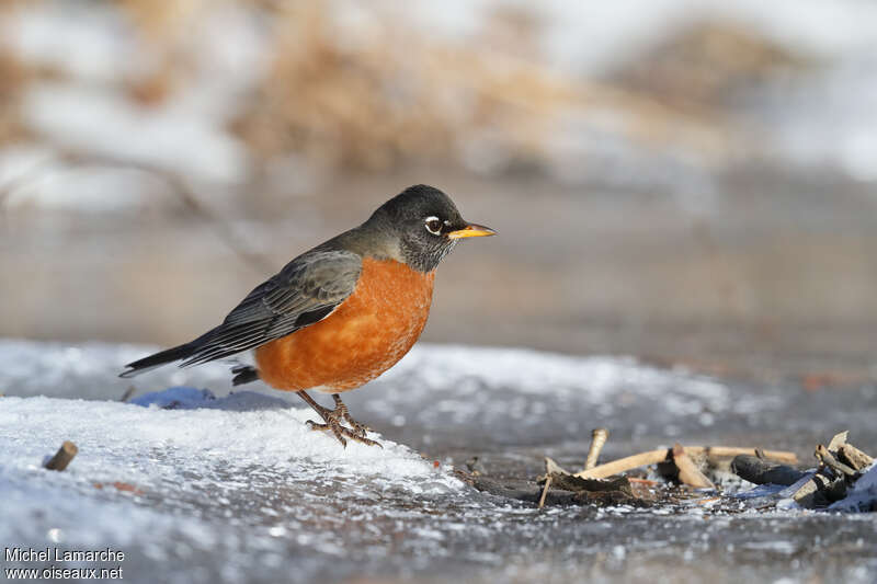 American Robin male adult breeding, pigmentation