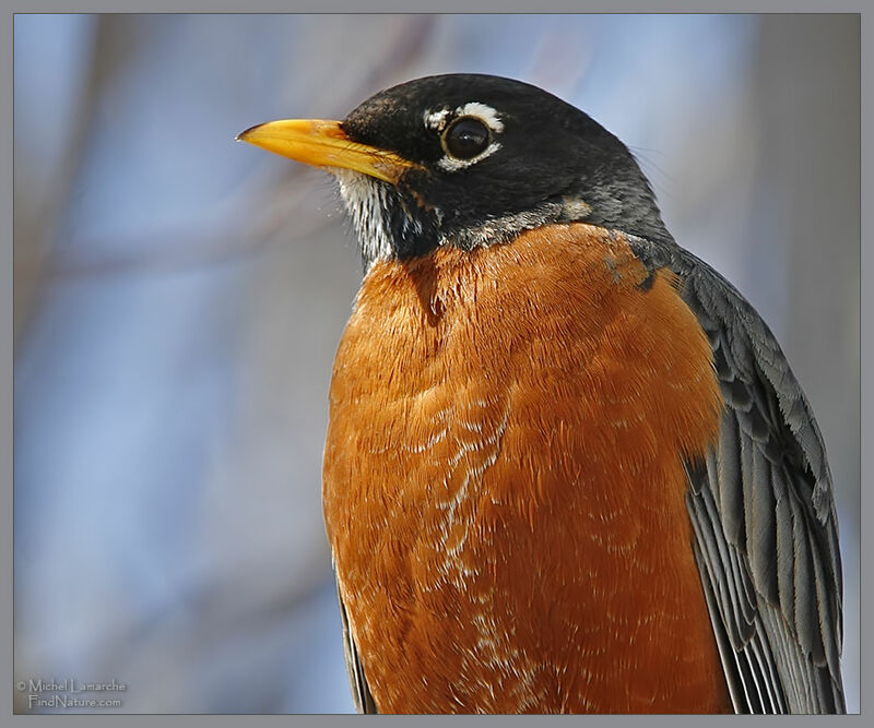 American Robin