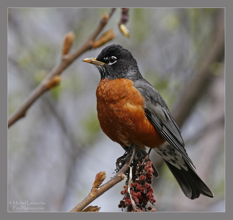 American Robin