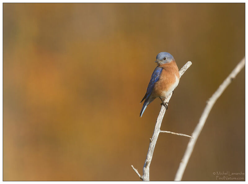 Eastern Bluebird male adult