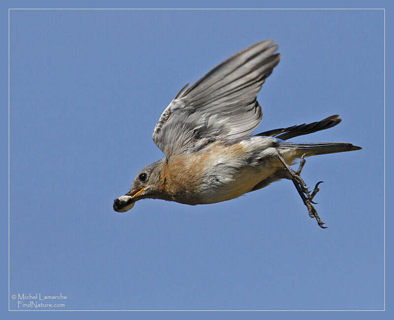 Eastern Bluebird female adult