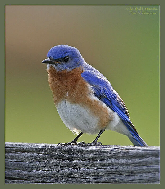 Eastern Bluebird male adult breeding