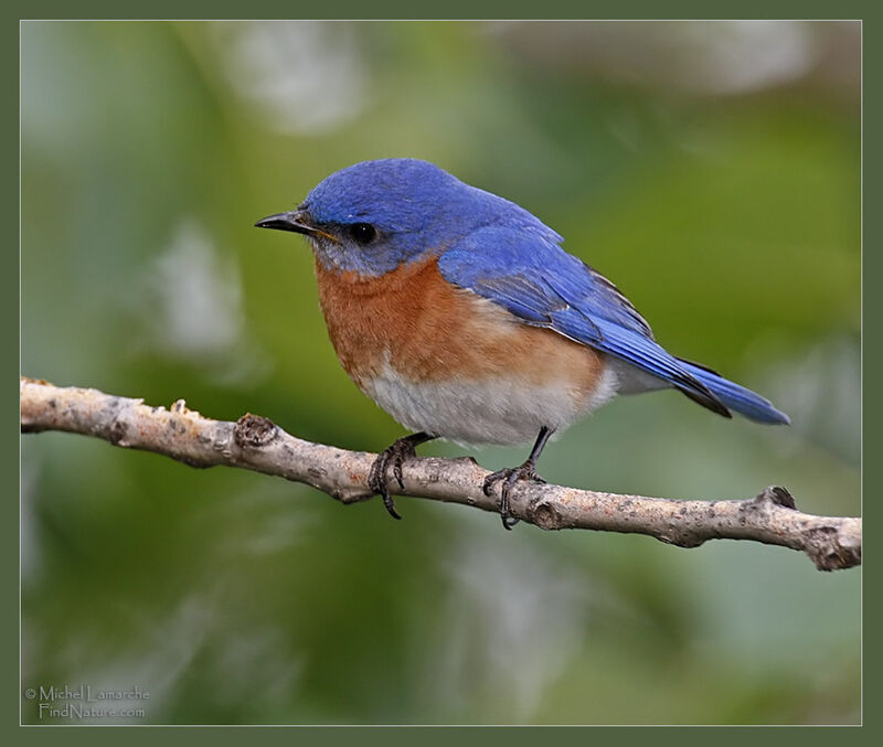 Eastern Bluebird male adult breeding