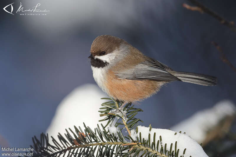 Mésange à tête brune, identification