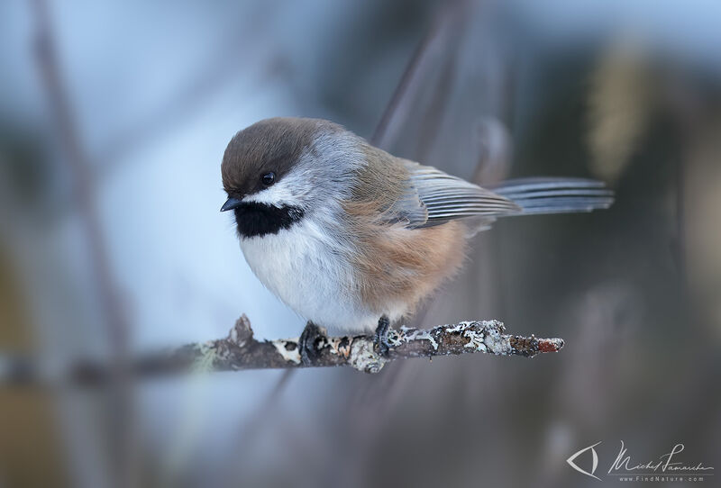 Mésange à tête brune