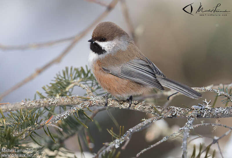 Mésange à tête brune, identification