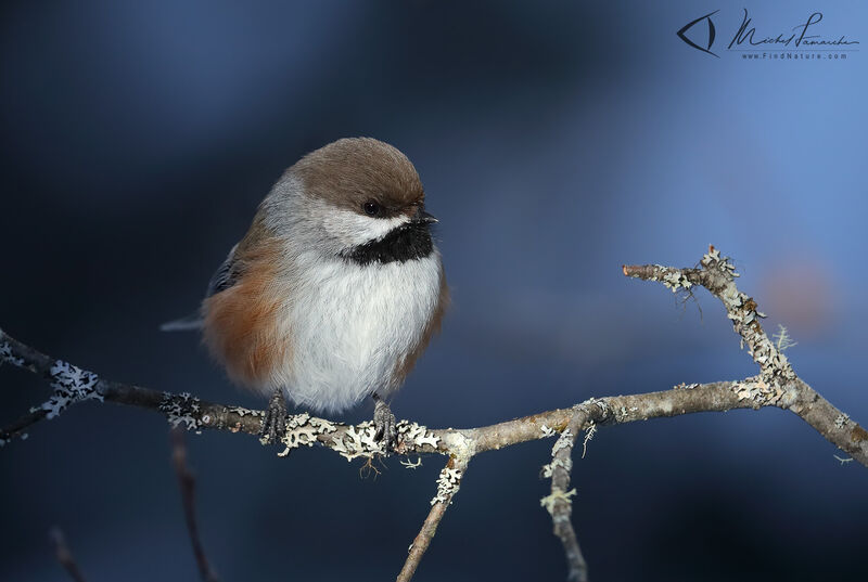 Mésange à tête brune