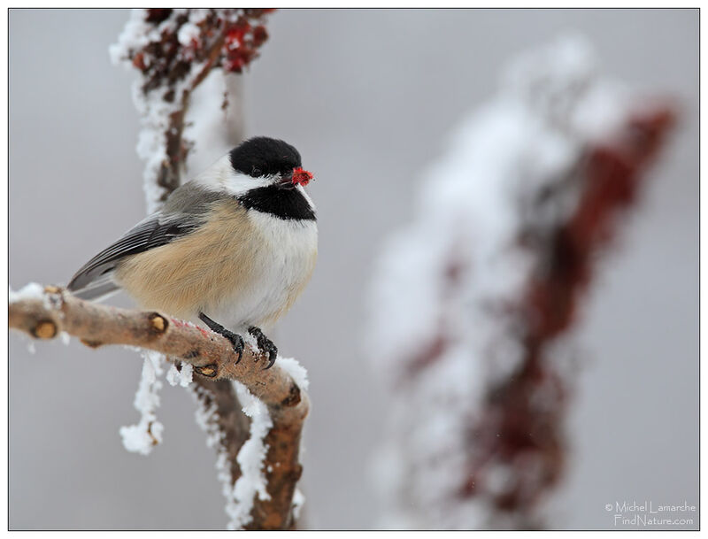 Black-capped Chickadee