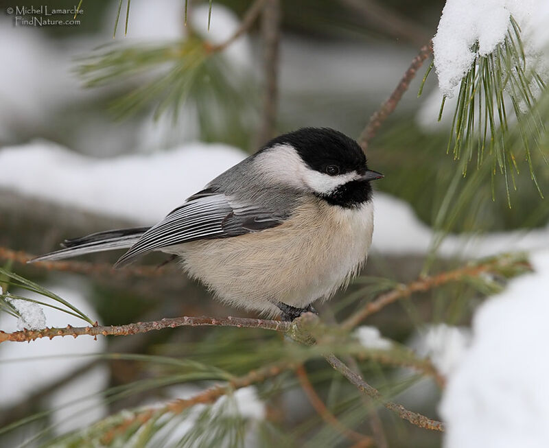 Black-capped Chickadee