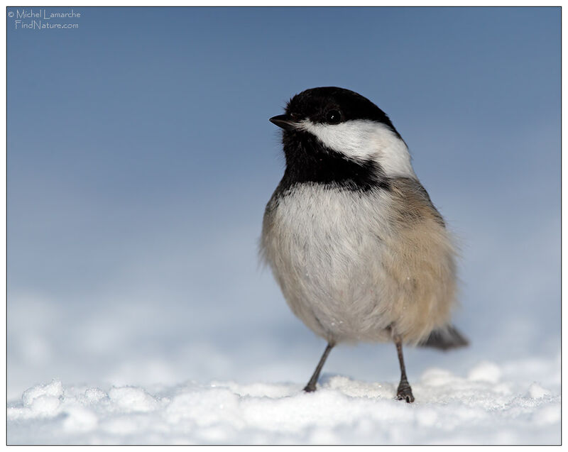 Mésange à tête noire