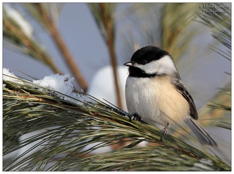 Black-capped Chickadee