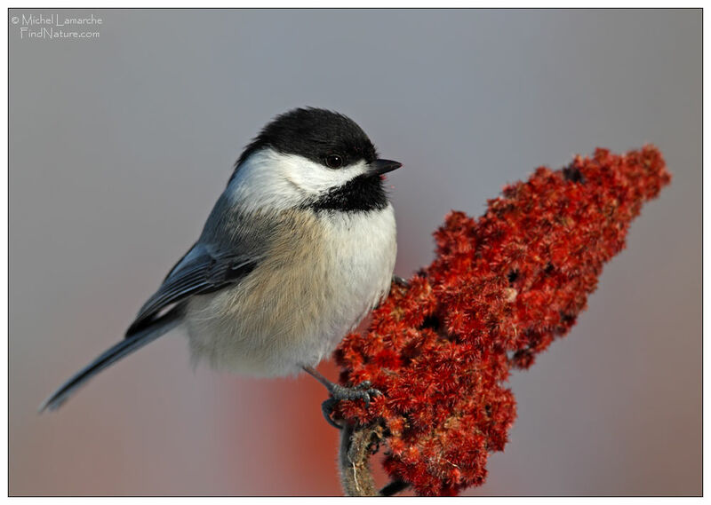 Mésange à tête noire