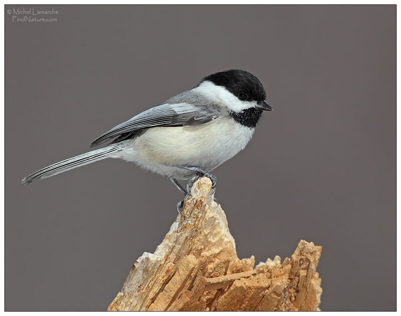 Mésange à tête noire