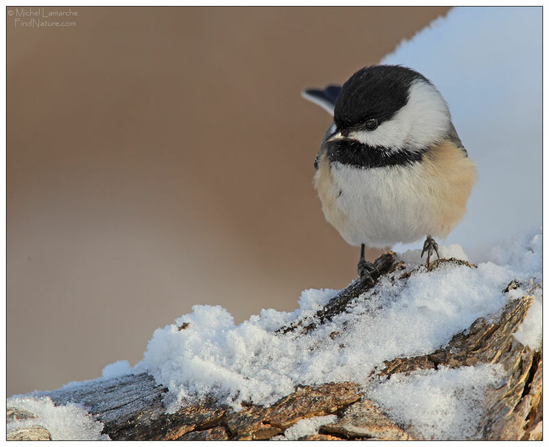 Black-capped Chickadee