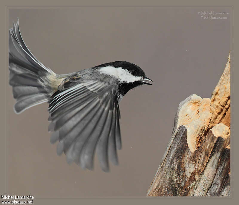 Mésange à tête noire, Vol