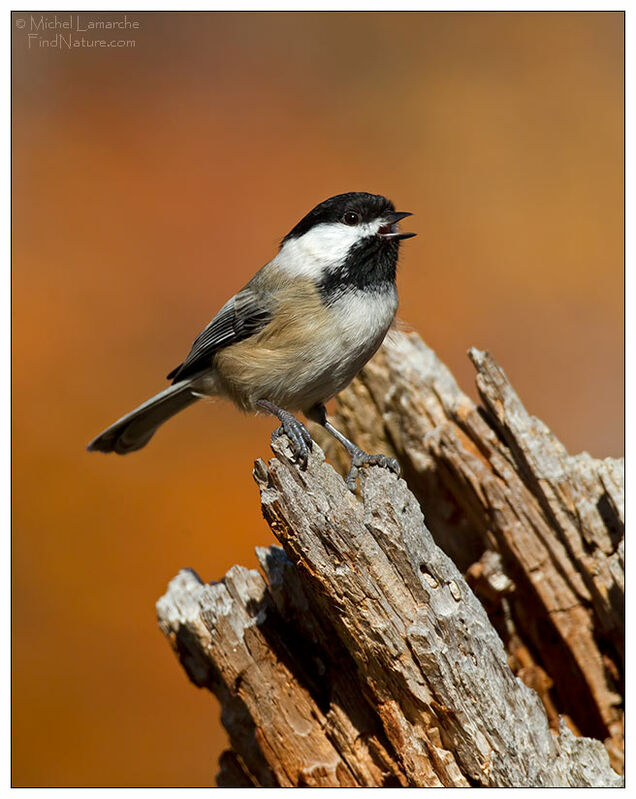 Black-capped Chickadee