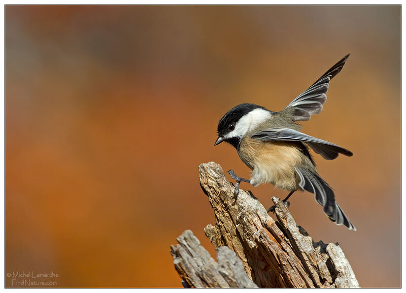 Black-capped Chickadee