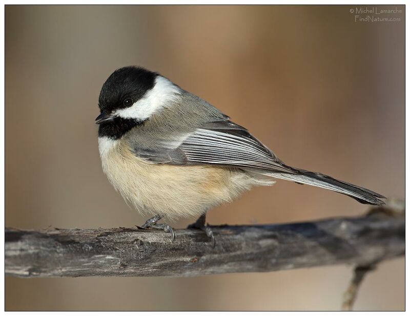 Mésange à tête noire