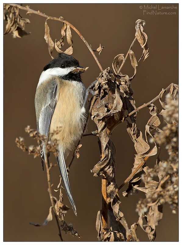 Black-capped Chickadee