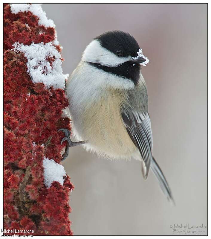 Mésange à tête noireadulte, boit