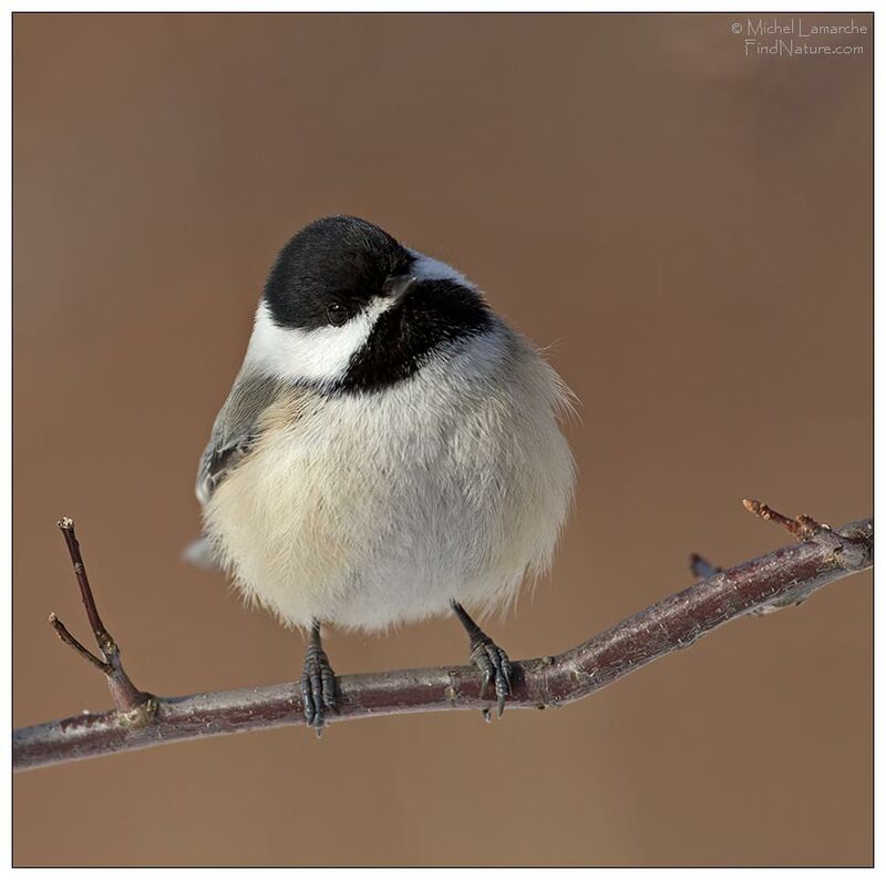 Mésange à tête noire