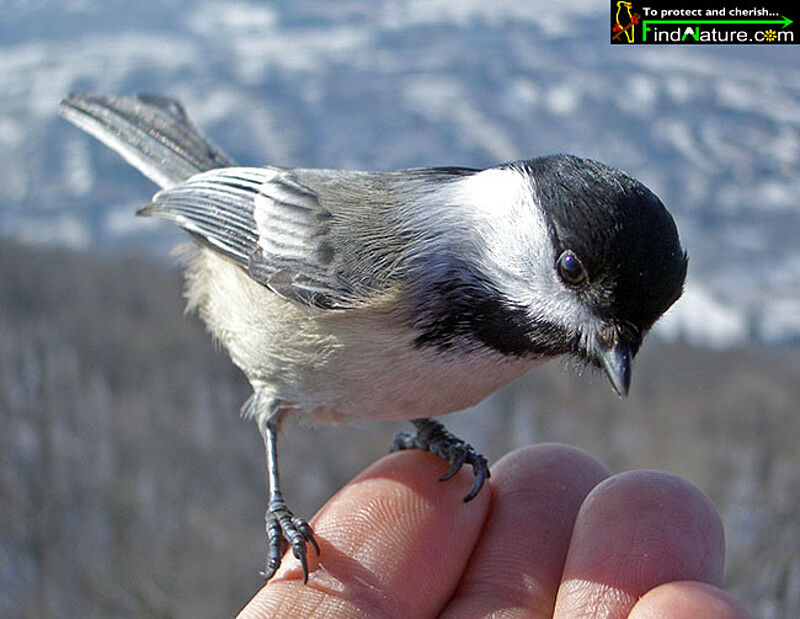 Black-capped Chickadee