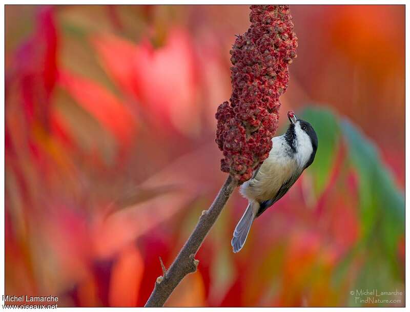 Mésange à tête noire, régime