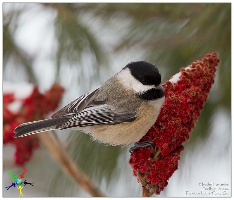 Black-capped Chickadee