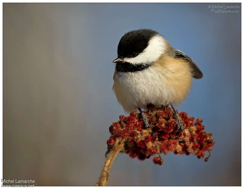 Black-capped Chickadee, close-up portrait