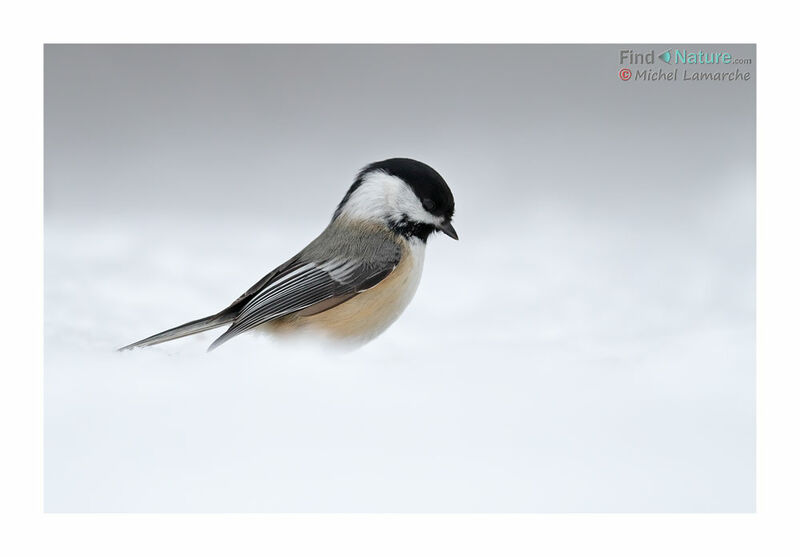 Mésange à tête noire