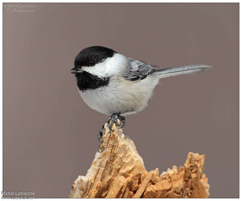 Black-capped Chickadeeadult, pigmentation