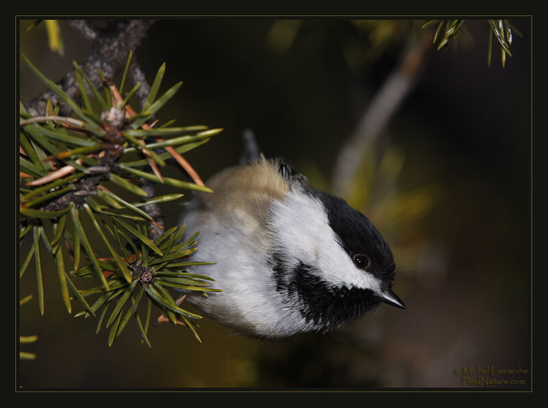 Mésange à tête noire