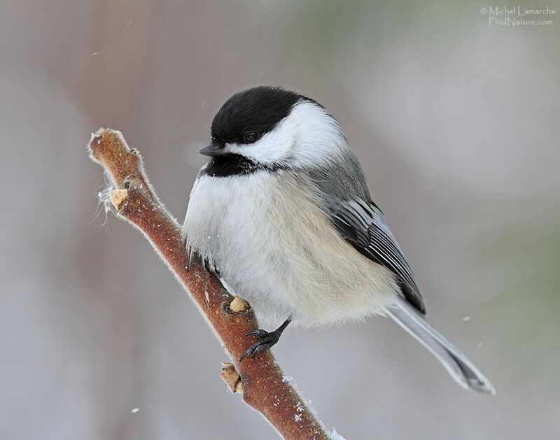 Mésange à tête noire