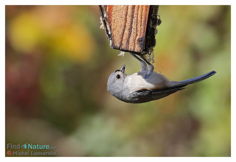 Tufted Titmouse