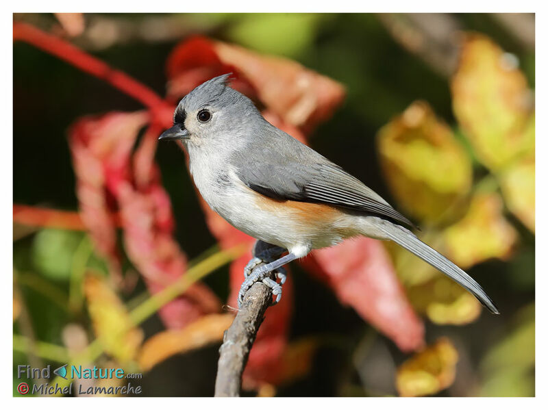 Tufted Titmouse