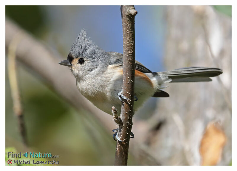 Tufted Titmouse