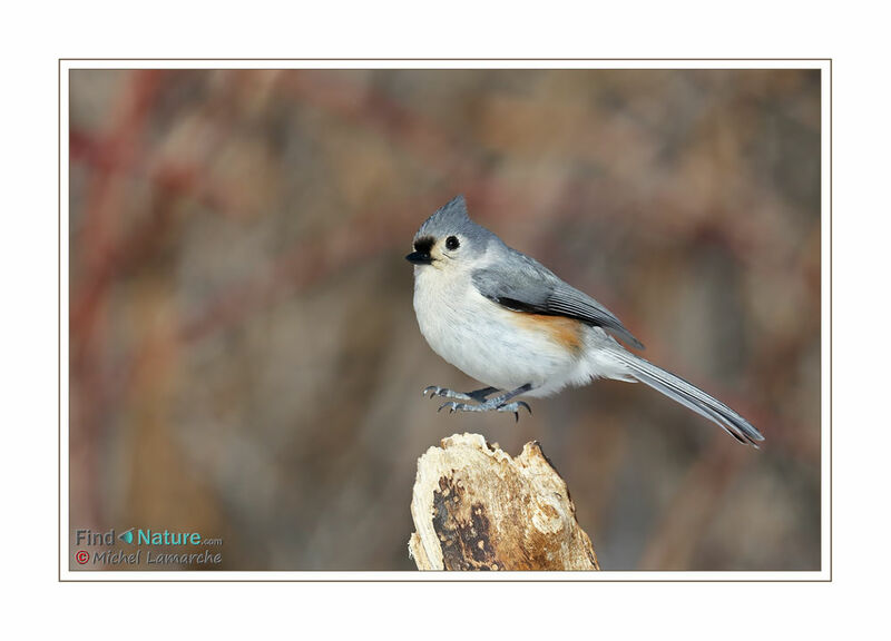 Tufted Titmouse