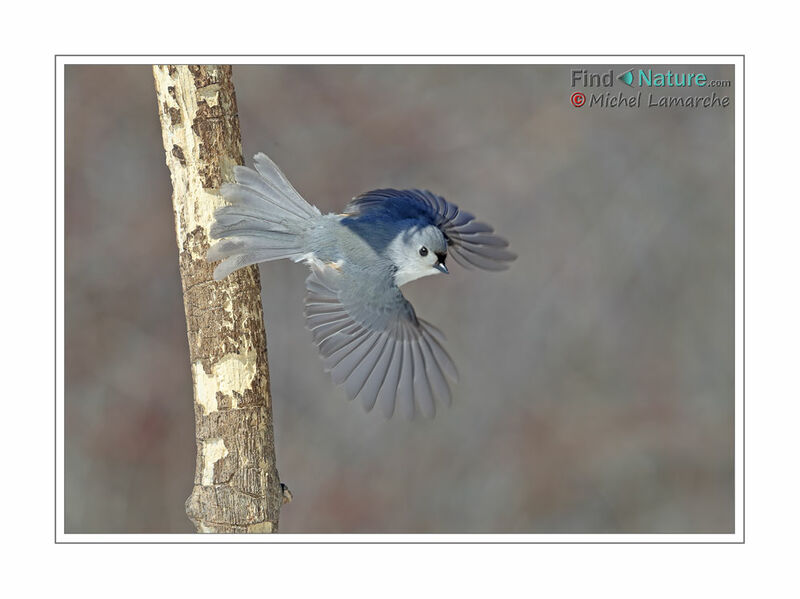 Tufted Titmouse, Flight